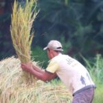gilingan padi keliling dan permanen