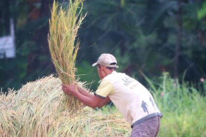 gilingan padi keliling dan permanen