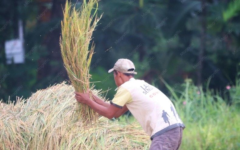 gilingan padi keliling dan permanen