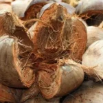 https://tompeele.com/keunggulan-mesin-pemintal-sabut-kelapa/