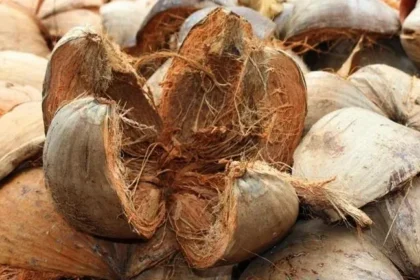 https://tompeele.com/keunggulan-mesin-pemintal-sabut-kelapa/
