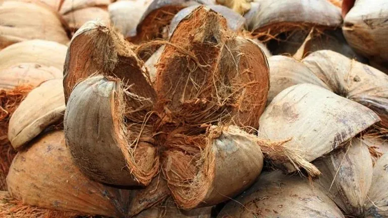 https://tompeele.com/keunggulan-mesin-pemintal-sabut-kelapa/