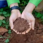 Pengaruh kedalaman tanah pucuk terhadap revegetasi