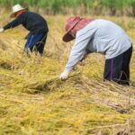 pengolahan hasil panen dekat sawah