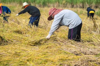 pengolahan hasil panen dekat sawah