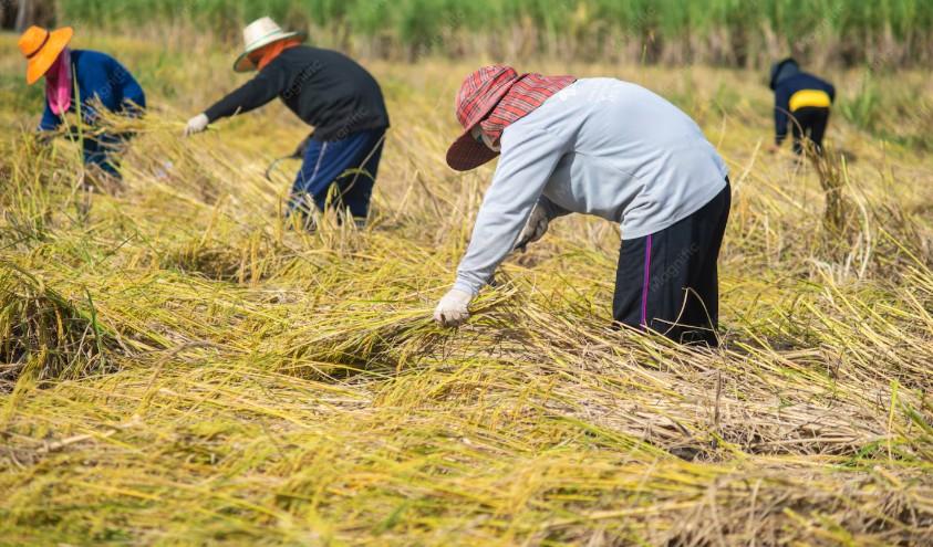 pengolahan hasil panen dekat sawah