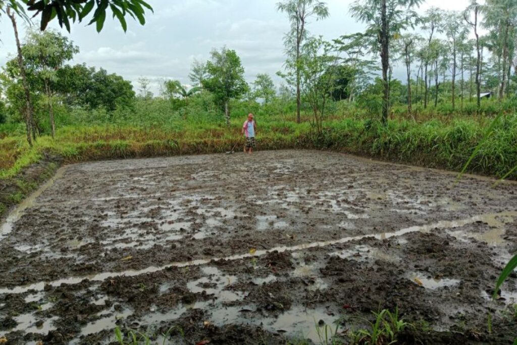 tips menyiapkan lahan sebelum tanam