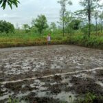 tips menyiapkan lahan sebelum tanam