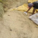 cara mengatasi gabah tercampur kotoran panen