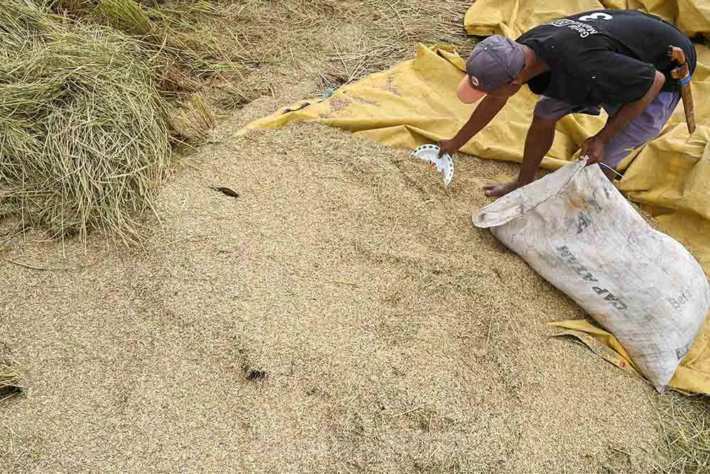 cara mengatasi gabah tercampur kotoran panen