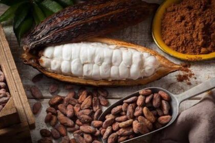 tahapan pengolahan kakao menjadi cokelat