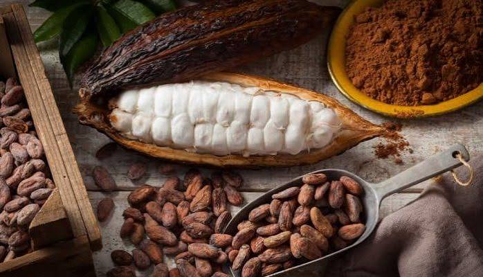 tahapan pengolahan kakao menjadi cokelat