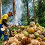 usaha pengolahan kelapa rumahan