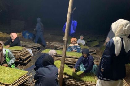 cara meningkatkan keuntungan usaha pengolahan tembakau