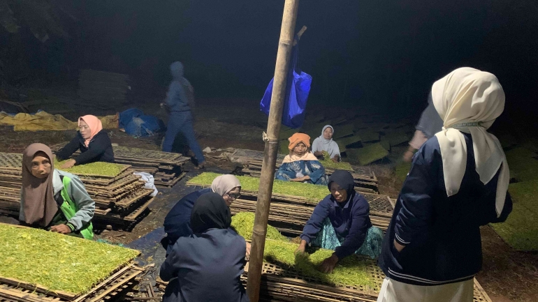 cara meningkatkan keuntungan usaha pengolahan tembakau