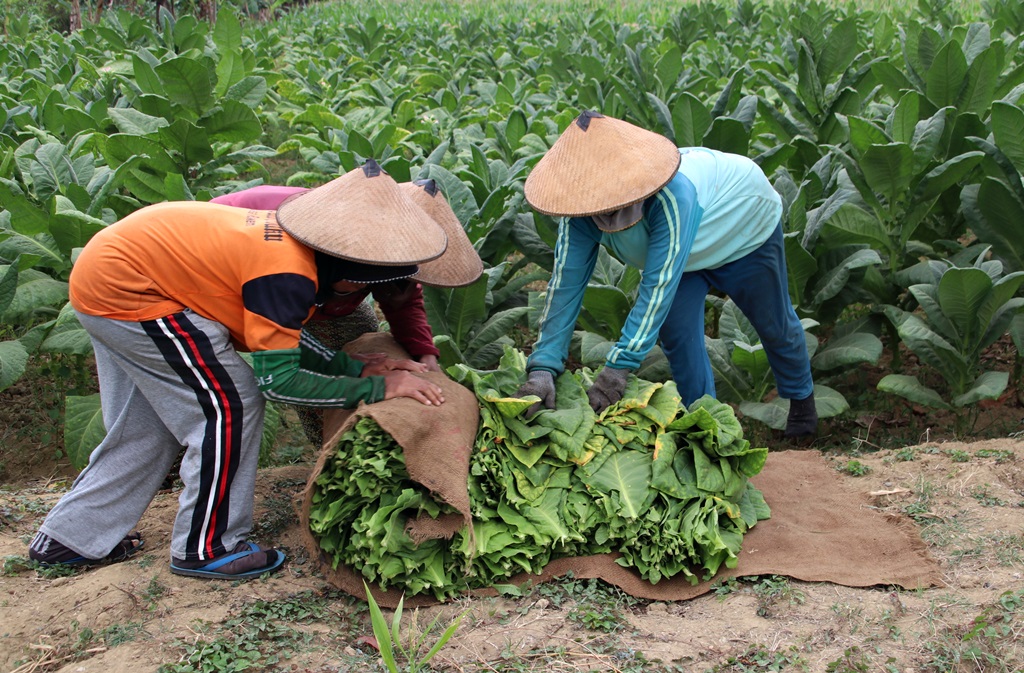 sortasi daun tembakau