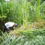 jenis rumput untuk ternak