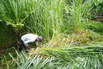 jenis rumput untuk ternak
