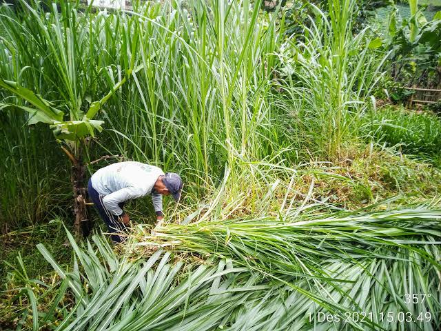 jenis rumput untuk ternak