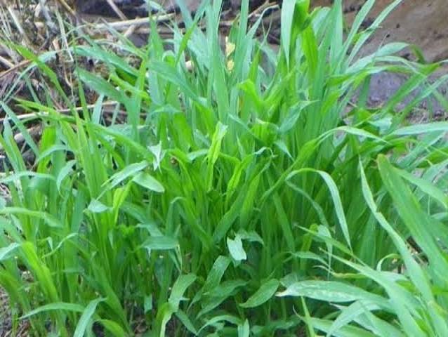 Cara menyiapkan pakan hijauan sebelum diberikan kepada ternak dengan mencacah rumput.