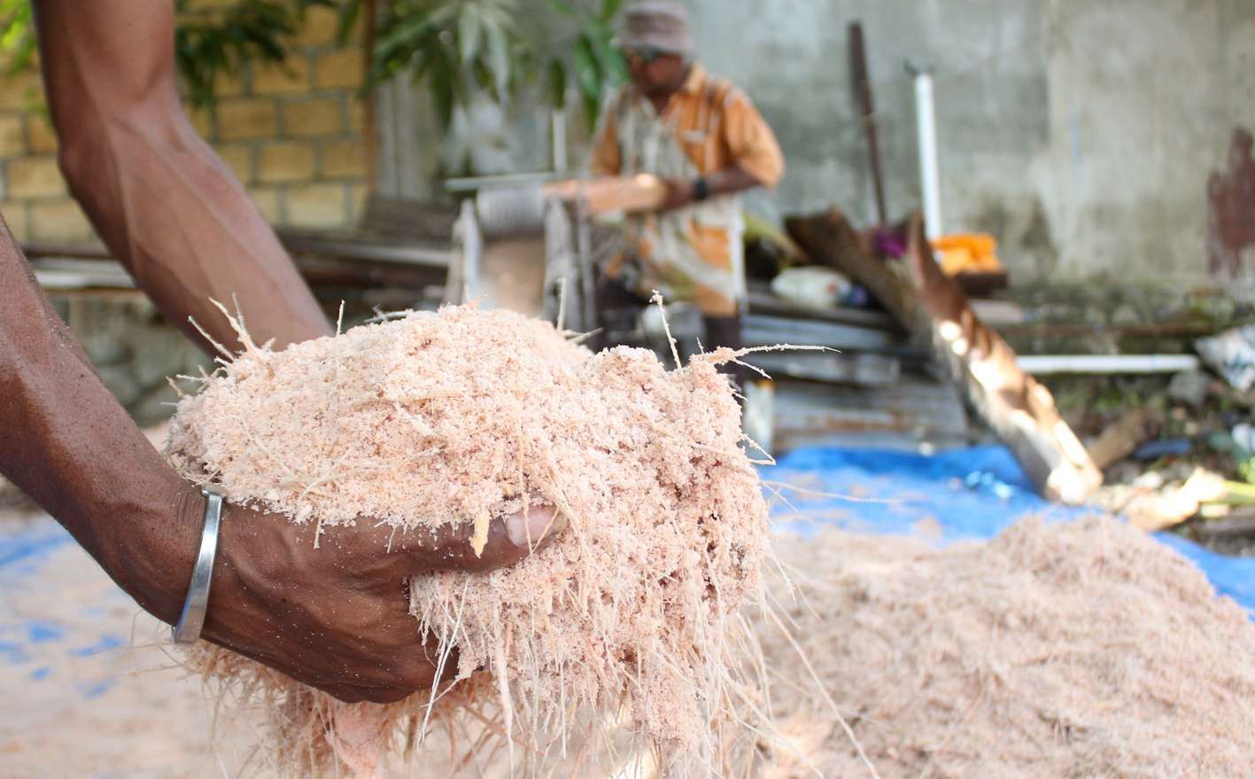 cara mengambil pati sagu
