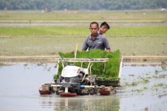 Persiapan Sawah Sebelum Musim Tanam