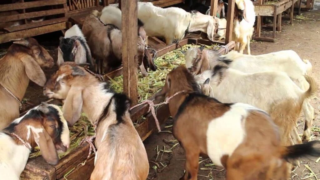 Kambing yang kehilangan nafsu makan dapat mengalami penurunan bobot dan tidak memperoleh nutrisi sesuai kebutuhannya. Peternak perlu mencari penyebabnya, bukan sekadar menambah jumlah pakan, karena perubahan selera makan bisa berkaitan dengan mutu hijauan, air minum, stres, atau gangguan kesehatan. Cara meningkatkan nafsu makan kambing dimulai dari pemeriksaan kondisi ternak dan perbaikan rutinitas pemeliharaan. Dengan pakan yang layak, tempat makan bersih, serta pemantauan harian, peternak dapat membantu kambing kembali makan secara teratur tanpa mengabaikan tanda penyakit. Cara Meningkatkan Nafsu Makan Kambing 1. Periksa Kondisi Kambing Amati apakah kambing terlihat lesu, memisahkan diri, mengalami kembung, diare, batuk, atau kesulitan mengunyah. Periksa juga mulut dan giginya jika bisa dilakukan dengan aman, sebab luka atau masalah gigi dapat membuat kambing enggan makan. Jangan memaksa kambing menghabiskan pakan ketika kondisinya tampak menurun. Jika kambing berhenti makan, tidak mau minum, mengalami perut membesar, sulit bernapas, atau menunjukkan gejala berat, segera hubungi dokter hewan atau petugas kesehatan ternak. 2. Pilih Hijauan yang Segar dan Bersih Berikan rumput yang masih segar, tidak berjamur, dan bebas dari plastik, tanah berlebihan, atau bahan kimia. Rumput yang terlalu tua dan keras mungkin lebih sulit dikunyah, sehingga peternak perlu menyesuaikan umur potong serta jenis hijauan dengan kondisi kambing. Variasikan hijauan dengan daun legum atau bahan pakan lain yang sesuai agar ransum tidak bergantung pada satu jenis tanaman. Masukkan bahan baru secara bertahap dan hindari perubahan menu secara mendadak karena hal itu dapat mengganggu pencernaan. 3. Pastikan Air Minum Selalu Tersedia Kambing membutuhkan air bersih untuk menjaga fungsi tubuh dan mendukung konsumsi pakan. Ganti air yang kotor, bersihkan tempat minum setiap hari, dan letakkan wadah di lokasi yang mudah dijangkau semua kambing. Saat cuaca panas, periksa air lebih sering karena kambing bisa membutuhkan lebih banyak minum. Bersihkan wadah minum secara rutin dan ganti airnya agar kambing tetap nyaman saat minum. 4. Cacah Hijauan agar Mudah Dimakan Potong rumput menjadi bagian yang lebih pendek agar peternak mudah menakar dan mencampurnya dengan bahan pakan lain. Untuk kebutuhan harian dalam jumlah besar, mesin chopper rumput dapat membantu mempercepat persiapan hijauan; lihat mesin chopper rumput dari Rumah Mesin sebagai salah satu pilihan peralatan. Potong rumput dengan ukuran yang pas agar kambing mudah mengunyahnya tanpa membuat teksturnya terlalu halus seperti bubur. Bersihkan alat setelah digunakan dan jangan mencampurkan hijauan sehat dengan bahan yang busuk atau berjamur. 5. Buat Jadwal Pemberian Pakan Berikan pakan pada waktu yang konsisten agar kambing terbiasa dengan rutinitas makan. Sesuaikan jumlah dengan bobot, umur, kondisi tubuh, serta tujuan pemeliharaan, lalu perhatikan pakan yang tersisa untuk menilai kecukupan pemberian. Hindari menumpuk pakan segar terlalu lama di palungan karena panas dan kelembapan dapat menurunkan kualitasnya. Buang sisa yang rusak, lalu cuci wadah makan sebelum mengisinya kembali. Jika kambing baru pindah kandang atau mulai mengonsumsi jenis hijauan baru, berikan waktu untuk beradaptasi sambil menjaga rutinitas yang tenang. Hindari mengganti seluruh ransum sekaligus dan campurkan pakan baru sedikit demi sedikit selama beberapa hari sesuai kondisi ternak. 6. Kurangi Stres dan Pantau Perubahan Kandang yang terlalu padat, bising, panas, atau licin dapat membuat kambing tidak nyaman saat makan. Sediakan ruang gerak yang cukup, sirkulasi udara yang baik, area berteduh, serta tempat pakan yang memungkinkan setiap kambing makan tanpa terus berebut. Catat jumlah pakan yang diberikan, sisa pakan, nafsu makan, dan perubahan bobot secara berkala. Untuk mengenal perlengkapan pengolahan hijauan, peternak dapat mengunjungi situs Rumah Mesin sebagai referensi tambahan, tetapi alat tidak menggantikan pemeriksaan kesehatan dan penyusunan ransum yang tepat. Kesimpulan Cara meningkatkan nafsu makan kambing mencakup pemeriksaan kesehatan, pemilihan hijauan berkualitas, penyediaan air bersih, jadwal makan teratur, dan kandang yang nyaman. Peternak perlu memantau respons kambing serta menghindari perubahan pakan secara mendadak. Jika kambing tetap tidak mau makan atau menunjukkan gejala sakit, mintalah bantuan tenaga kesehatan hewan. Jangan mengandalkan penambahan pakan saja ketika penyebabnya belum jelas.