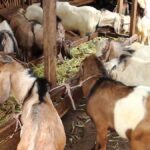 Kambing yang kehilangan nafsu makan dapat mengalami penurunan bobot dan tidak memperoleh nutrisi sesuai kebutuhannya. Peternak perlu mencari penyebabnya, bukan sekadar menambah jumlah pakan, karena perubahan selera makan bisa berkaitan dengan mutu hijauan, air minum, stres, atau gangguan kesehatan. Cara meningkatkan nafsu makan kambing dimulai dari pemeriksaan kondisi ternak dan perbaikan rutinitas pemeliharaan. Dengan pakan yang layak, tempat makan bersih, serta pemantauan harian, peternak dapat membantu kambing kembali makan secara teratur tanpa mengabaikan tanda penyakit. Cara Meningkatkan Nafsu Makan Kambing 1. Periksa Kondisi Kambing Amati apakah kambing terlihat lesu, memisahkan diri, mengalami kembung, diare, batuk, atau kesulitan mengunyah. Periksa juga mulut dan giginya jika bisa dilakukan dengan aman, sebab luka atau masalah gigi dapat membuat kambing enggan makan. Jangan memaksa kambing menghabiskan pakan ketika kondisinya tampak menurun. Jika kambing berhenti makan, tidak mau minum, mengalami perut membesar, sulit bernapas, atau menunjukkan gejala berat, segera hubungi dokter hewan atau petugas kesehatan ternak. 2. Pilih Hijauan yang Segar dan Bersih Berikan rumput yang masih segar, tidak berjamur, dan bebas dari plastik, tanah berlebihan, atau bahan kimia. Rumput yang terlalu tua dan keras mungkin lebih sulit dikunyah, sehingga peternak perlu menyesuaikan umur potong serta jenis hijauan dengan kondisi kambing. Variasikan hijauan dengan daun legum atau bahan pakan lain yang sesuai agar ransum tidak bergantung pada satu jenis tanaman. Masukkan bahan baru secara bertahap dan hindari perubahan menu secara mendadak karena hal itu dapat mengganggu pencernaan. 3. Pastikan Air Minum Selalu Tersedia Kambing membutuhkan air bersih untuk menjaga fungsi tubuh dan mendukung konsumsi pakan. Ganti air yang kotor, bersihkan tempat minum setiap hari, dan letakkan wadah di lokasi yang mudah dijangkau semua kambing. Saat cuaca panas, periksa air lebih sering karena kambing bisa membutuhkan lebih banyak minum. Bersihkan wadah minum secara rutin dan ganti airnya agar kambing tetap nyaman saat minum. 4. Cacah Hijauan agar Mudah Dimakan Potong rumput menjadi bagian yang lebih pendek agar peternak mudah menakar dan mencampurnya dengan bahan pakan lain. Untuk kebutuhan harian dalam jumlah besar, mesin chopper rumput dapat membantu mempercepat persiapan hijauan; lihat mesin chopper rumput dari Rumah Mesin sebagai salah satu pilihan peralatan. Potong rumput dengan ukuran yang pas agar kambing mudah mengunyahnya tanpa membuat teksturnya terlalu halus seperti bubur. Bersihkan alat setelah digunakan dan jangan mencampurkan hijauan sehat dengan bahan yang busuk atau berjamur. 5. Buat Jadwal Pemberian Pakan Berikan pakan pada waktu yang konsisten agar kambing terbiasa dengan rutinitas makan. Sesuaikan jumlah dengan bobot, umur, kondisi tubuh, serta tujuan pemeliharaan, lalu perhatikan pakan yang tersisa untuk menilai kecukupan pemberian. Hindari menumpuk pakan segar terlalu lama di palungan karena panas dan kelembapan dapat menurunkan kualitasnya. Buang sisa yang rusak, lalu cuci wadah makan sebelum mengisinya kembali. Jika kambing baru pindah kandang atau mulai mengonsumsi jenis hijauan baru, berikan waktu untuk beradaptasi sambil menjaga rutinitas yang tenang. Hindari mengganti seluruh ransum sekaligus dan campurkan pakan baru sedikit demi sedikit selama beberapa hari sesuai kondisi ternak. 6. Kurangi Stres dan Pantau Perubahan Kandang yang terlalu padat, bising, panas, atau licin dapat membuat kambing tidak nyaman saat makan. Sediakan ruang gerak yang cukup, sirkulasi udara yang baik, area berteduh, serta tempat pakan yang memungkinkan setiap kambing makan tanpa terus berebut. Catat jumlah pakan yang diberikan, sisa pakan, nafsu makan, dan perubahan bobot secara berkala. Untuk mengenal perlengkapan pengolahan hijauan, peternak dapat mengunjungi situs Rumah Mesin sebagai referensi tambahan, tetapi alat tidak menggantikan pemeriksaan kesehatan dan penyusunan ransum yang tepat. Kesimpulan Cara meningkatkan nafsu makan kambing mencakup pemeriksaan kesehatan, pemilihan hijauan berkualitas, penyediaan air bersih, jadwal makan teratur, dan kandang yang nyaman. Peternak perlu memantau respons kambing serta menghindari perubahan pakan secara mendadak. Jika kambing tetap tidak mau makan atau menunjukkan gejala sakit, mintalah bantuan tenaga kesehatan hewan. Jangan mengandalkan penambahan pakan saja ketika penyebabnya belum jelas.