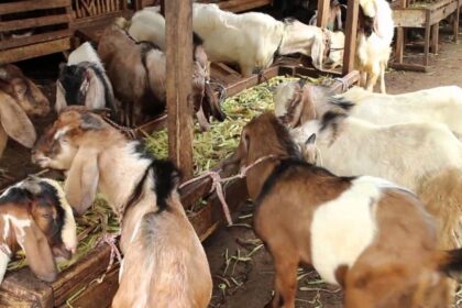 Kambing yang kehilangan nafsu makan dapat mengalami penurunan bobot dan tidak memperoleh nutrisi sesuai kebutuhannya. Peternak perlu mencari penyebabnya, bukan sekadar menambah jumlah pakan, karena perubahan selera makan bisa berkaitan dengan mutu hijauan, air minum, stres, atau gangguan kesehatan. Cara meningkatkan nafsu makan kambing dimulai dari pemeriksaan kondisi ternak dan perbaikan rutinitas pemeliharaan. Dengan pakan yang layak, tempat makan bersih, serta pemantauan harian, peternak dapat membantu kambing kembali makan secara teratur tanpa mengabaikan tanda penyakit. Cara Meningkatkan Nafsu Makan Kambing 1. Periksa Kondisi Kambing Amati apakah kambing terlihat lesu, memisahkan diri, mengalami kembung, diare, batuk, atau kesulitan mengunyah. Periksa juga mulut dan giginya jika bisa dilakukan dengan aman, sebab luka atau masalah gigi dapat membuat kambing enggan makan. Jangan memaksa kambing menghabiskan pakan ketika kondisinya tampak menurun. Jika kambing berhenti makan, tidak mau minum, mengalami perut membesar, sulit bernapas, atau menunjukkan gejala berat, segera hubungi dokter hewan atau petugas kesehatan ternak. 2. Pilih Hijauan yang Segar dan Bersih Berikan rumput yang masih segar, tidak berjamur, dan bebas dari plastik, tanah berlebihan, atau bahan kimia. Rumput yang terlalu tua dan keras mungkin lebih sulit dikunyah, sehingga peternak perlu menyesuaikan umur potong serta jenis hijauan dengan kondisi kambing. Variasikan hijauan dengan daun legum atau bahan pakan lain yang sesuai agar ransum tidak bergantung pada satu jenis tanaman. Masukkan bahan baru secara bertahap dan hindari perubahan menu secara mendadak karena hal itu dapat mengganggu pencernaan. 3. Pastikan Air Minum Selalu Tersedia Kambing membutuhkan air bersih untuk menjaga fungsi tubuh dan mendukung konsumsi pakan. Ganti air yang kotor, bersihkan tempat minum setiap hari, dan letakkan wadah di lokasi yang mudah dijangkau semua kambing. Saat cuaca panas, periksa air lebih sering karena kambing bisa membutuhkan lebih banyak minum. Bersihkan wadah minum secara rutin dan ganti airnya agar kambing tetap nyaman saat minum. 4. Cacah Hijauan agar Mudah Dimakan Potong rumput menjadi bagian yang lebih pendek agar peternak mudah menakar dan mencampurnya dengan bahan pakan lain. Untuk kebutuhan harian dalam jumlah besar, mesin chopper rumput dapat membantu mempercepat persiapan hijauan; lihat mesin chopper rumput dari Rumah Mesin sebagai salah satu pilihan peralatan. Potong rumput dengan ukuran yang pas agar kambing mudah mengunyahnya tanpa membuat teksturnya terlalu halus seperti bubur. Bersihkan alat setelah digunakan dan jangan mencampurkan hijauan sehat dengan bahan yang busuk atau berjamur. 5. Buat Jadwal Pemberian Pakan Berikan pakan pada waktu yang konsisten agar kambing terbiasa dengan rutinitas makan. Sesuaikan jumlah dengan bobot, umur, kondisi tubuh, serta tujuan pemeliharaan, lalu perhatikan pakan yang tersisa untuk menilai kecukupan pemberian. Hindari menumpuk pakan segar terlalu lama di palungan karena panas dan kelembapan dapat menurunkan kualitasnya. Buang sisa yang rusak, lalu cuci wadah makan sebelum mengisinya kembali. Jika kambing baru pindah kandang atau mulai mengonsumsi jenis hijauan baru, berikan waktu untuk beradaptasi sambil menjaga rutinitas yang tenang. Hindari mengganti seluruh ransum sekaligus dan campurkan pakan baru sedikit demi sedikit selama beberapa hari sesuai kondisi ternak. 6. Kurangi Stres dan Pantau Perubahan Kandang yang terlalu padat, bising, panas, atau licin dapat membuat kambing tidak nyaman saat makan. Sediakan ruang gerak yang cukup, sirkulasi udara yang baik, area berteduh, serta tempat pakan yang memungkinkan setiap kambing makan tanpa terus berebut. Catat jumlah pakan yang diberikan, sisa pakan, nafsu makan, dan perubahan bobot secara berkala. Untuk mengenal perlengkapan pengolahan hijauan, peternak dapat mengunjungi situs Rumah Mesin sebagai referensi tambahan, tetapi alat tidak menggantikan pemeriksaan kesehatan dan penyusunan ransum yang tepat. Kesimpulan Cara meningkatkan nafsu makan kambing mencakup pemeriksaan kesehatan, pemilihan hijauan berkualitas, penyediaan air bersih, jadwal makan teratur, dan kandang yang nyaman. Peternak perlu memantau respons kambing serta menghindari perubahan pakan secara mendadak. Jika kambing tetap tidak mau makan atau menunjukkan gejala sakit, mintalah bantuan tenaga kesehatan hewan. Jangan mengandalkan penambahan pakan saja ketika penyebabnya belum jelas.