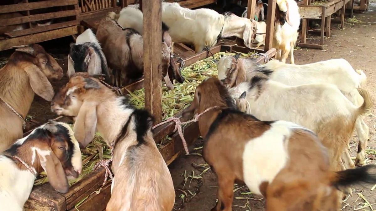 Kambing yang kehilangan nafsu makan dapat mengalami penurunan bobot dan tidak memperoleh nutrisi sesuai kebutuhannya. Peternak perlu mencari penyebabnya, bukan sekadar menambah jumlah pakan, karena perubahan selera makan bisa berkaitan dengan mutu hijauan, air minum, stres, atau gangguan kesehatan. Cara meningkatkan nafsu makan kambing dimulai dari pemeriksaan kondisi ternak dan perbaikan rutinitas pemeliharaan. Dengan pakan yang layak, tempat makan bersih, serta pemantauan harian, peternak dapat membantu kambing kembali makan secara teratur tanpa mengabaikan tanda penyakit. Cara Meningkatkan Nafsu Makan Kambing 1. Periksa Kondisi Kambing Amati apakah kambing terlihat lesu, memisahkan diri, mengalami kembung, diare, batuk, atau kesulitan mengunyah. Periksa juga mulut dan giginya jika bisa dilakukan dengan aman, sebab luka atau masalah gigi dapat membuat kambing enggan makan. Jangan memaksa kambing menghabiskan pakan ketika kondisinya tampak menurun. Jika kambing berhenti makan, tidak mau minum, mengalami perut membesar, sulit bernapas, atau menunjukkan gejala berat, segera hubungi dokter hewan atau petugas kesehatan ternak. 2. Pilih Hijauan yang Segar dan Bersih Berikan rumput yang masih segar, tidak berjamur, dan bebas dari plastik, tanah berlebihan, atau bahan kimia. Rumput yang terlalu tua dan keras mungkin lebih sulit dikunyah, sehingga peternak perlu menyesuaikan umur potong serta jenis hijauan dengan kondisi kambing. Variasikan hijauan dengan daun legum atau bahan pakan lain yang sesuai agar ransum tidak bergantung pada satu jenis tanaman. Masukkan bahan baru secara bertahap dan hindari perubahan menu secara mendadak karena hal itu dapat mengganggu pencernaan. 3. Pastikan Air Minum Selalu Tersedia Kambing membutuhkan air bersih untuk menjaga fungsi tubuh dan mendukung konsumsi pakan. Ganti air yang kotor, bersihkan tempat minum setiap hari, dan letakkan wadah di lokasi yang mudah dijangkau semua kambing. Saat cuaca panas, periksa air lebih sering karena kambing bisa membutuhkan lebih banyak minum. Bersihkan wadah minum secara rutin dan ganti airnya agar kambing tetap nyaman saat minum. 4. Cacah Hijauan agar Mudah Dimakan Potong rumput menjadi bagian yang lebih pendek agar peternak mudah menakar dan mencampurnya dengan bahan pakan lain. Untuk kebutuhan harian dalam jumlah besar, mesin chopper rumput dapat membantu mempercepat persiapan hijauan; lihat mesin chopper rumput dari Rumah Mesin sebagai salah satu pilihan peralatan. Potong rumput dengan ukuran yang pas agar kambing mudah mengunyahnya tanpa membuat teksturnya terlalu halus seperti bubur. Bersihkan alat setelah digunakan dan jangan mencampurkan hijauan sehat dengan bahan yang busuk atau berjamur. 5. Buat Jadwal Pemberian Pakan Berikan pakan pada waktu yang konsisten agar kambing terbiasa dengan rutinitas makan. Sesuaikan jumlah dengan bobot, umur, kondisi tubuh, serta tujuan pemeliharaan, lalu perhatikan pakan yang tersisa untuk menilai kecukupan pemberian. Hindari menumpuk pakan segar terlalu lama di palungan karena panas dan kelembapan dapat menurunkan kualitasnya. Buang sisa yang rusak, lalu cuci wadah makan sebelum mengisinya kembali. Jika kambing baru pindah kandang atau mulai mengonsumsi jenis hijauan baru, berikan waktu untuk beradaptasi sambil menjaga rutinitas yang tenang. Hindari mengganti seluruh ransum sekaligus dan campurkan pakan baru sedikit demi sedikit selama beberapa hari sesuai kondisi ternak. 6. Kurangi Stres dan Pantau Perubahan Kandang yang terlalu padat, bising, panas, atau licin dapat membuat kambing tidak nyaman saat makan. Sediakan ruang gerak yang cukup, sirkulasi udara yang baik, area berteduh, serta tempat pakan yang memungkinkan setiap kambing makan tanpa terus berebut. Catat jumlah pakan yang diberikan, sisa pakan, nafsu makan, dan perubahan bobot secara berkala. Untuk mengenal perlengkapan pengolahan hijauan, peternak dapat mengunjungi situs Rumah Mesin sebagai referensi tambahan, tetapi alat tidak menggantikan pemeriksaan kesehatan dan penyusunan ransum yang tepat. Kesimpulan Cara meningkatkan nafsu makan kambing mencakup pemeriksaan kesehatan, pemilihan hijauan berkualitas, penyediaan air bersih, jadwal makan teratur, dan kandang yang nyaman. Peternak perlu memantau respons kambing serta menghindari perubahan pakan secara mendadak. Jika kambing tetap tidak mau makan atau menunjukkan gejala sakit, mintalah bantuan tenaga kesehatan hewan. Jangan mengandalkan penambahan pakan saja ketika penyebabnya belum jelas.