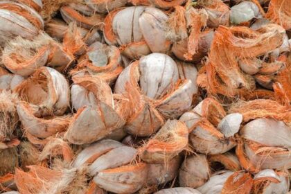 pemanfaatan hasil cacahan sabut kelapa