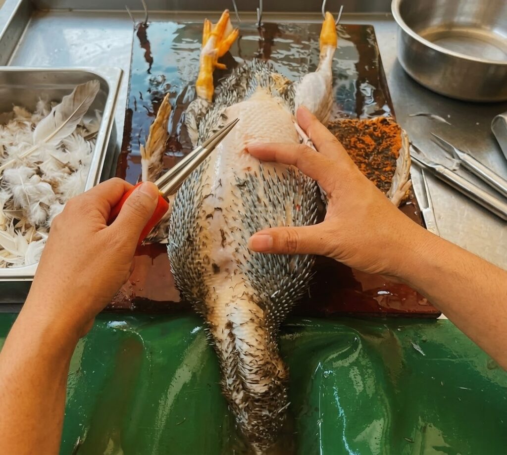cara mencabut bulu bebek cepat