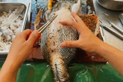 cara mencabut bulu bebek cepat