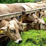 Kebutuhan Pakan Ternak Saat Musim Kemarau