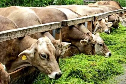 Kebutuhan Pakan Ternak Saat Musim Kemarau