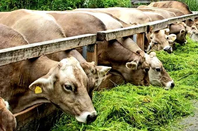 Kebutuhan Pakan Ternak Saat Musim Kemarau