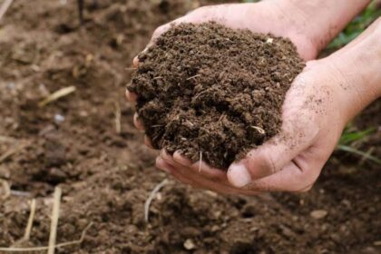 cara meningkatkan kualitas pupuk organik