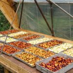 proses pengeringan buah secara alami