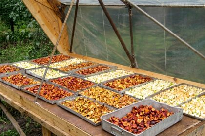 proses pengeringan buah secara alami