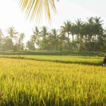 cara menjaga barisan tanaman padi