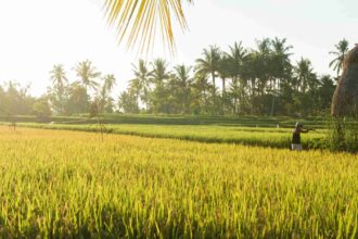 cara menjaga barisan tanaman padi