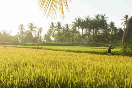 cara menjaga barisan tanaman padi