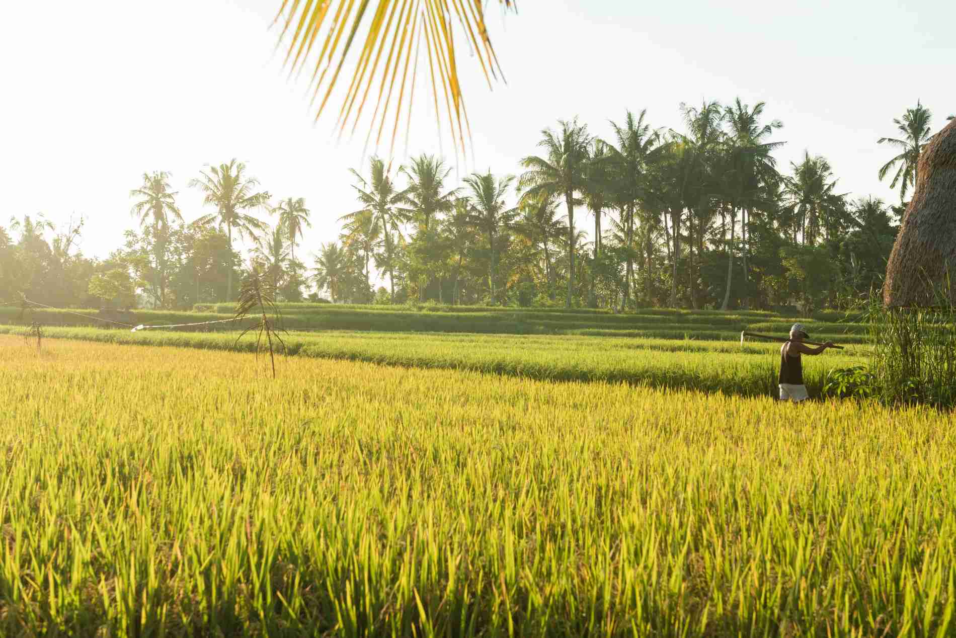 cara menjaga barisan tanaman padi
