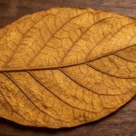 tips menjaga kualitas daun tembakau