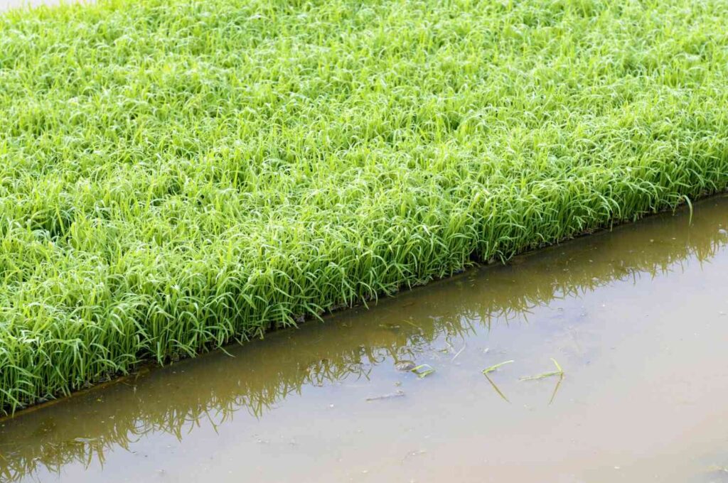 cara mengairi sawah saat musim kemarau