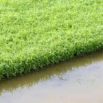 cara mengairi sawah saat musim kemarau