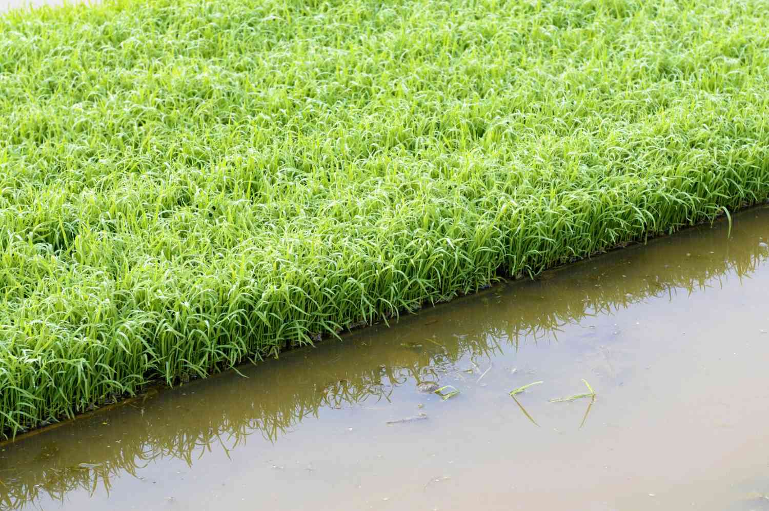 cara mengairi sawah saat musim kemarau